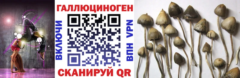 как найти наркотики  Гусев  Галлюциногенные грибы мухоморы 